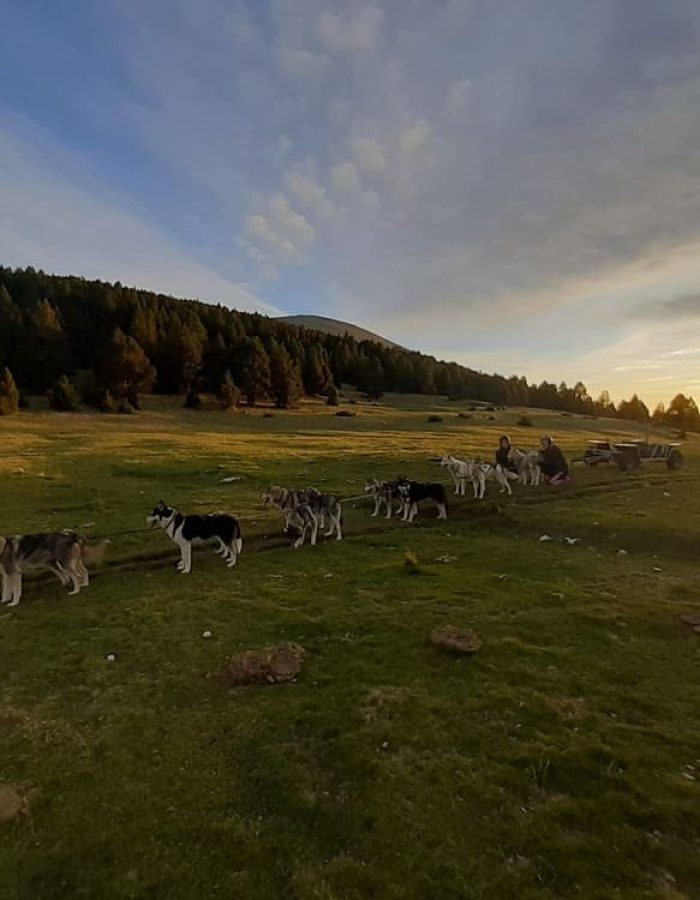 Perros de Trineo - Lleida